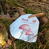Ringed - Woodland Colours and Counting Flash Cards